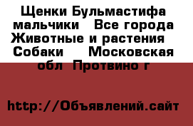 Щенки Бульмастифа мальчики - Все города Животные и растения » Собаки   . Московская обл.,Протвино г.
